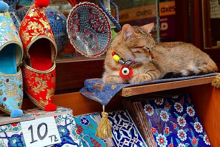 Why Are There so Many Cats in Istanbul?